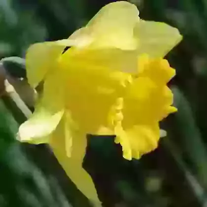 Obvallaris